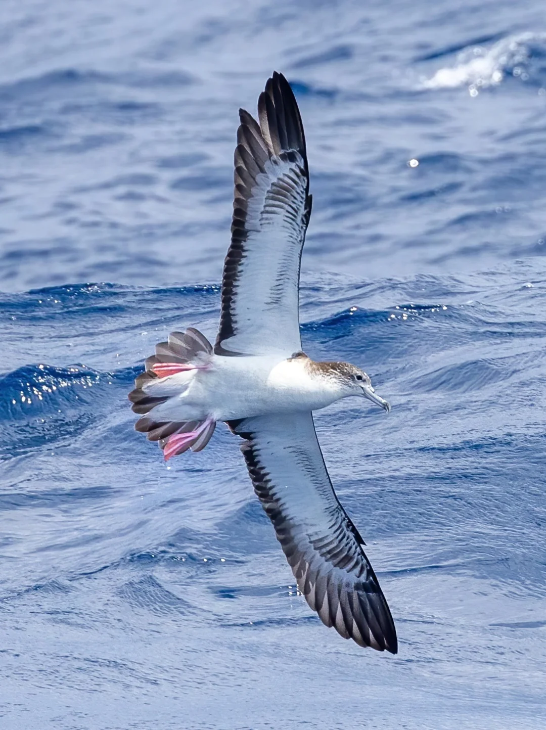 又见白额鹱的粉红jiojio