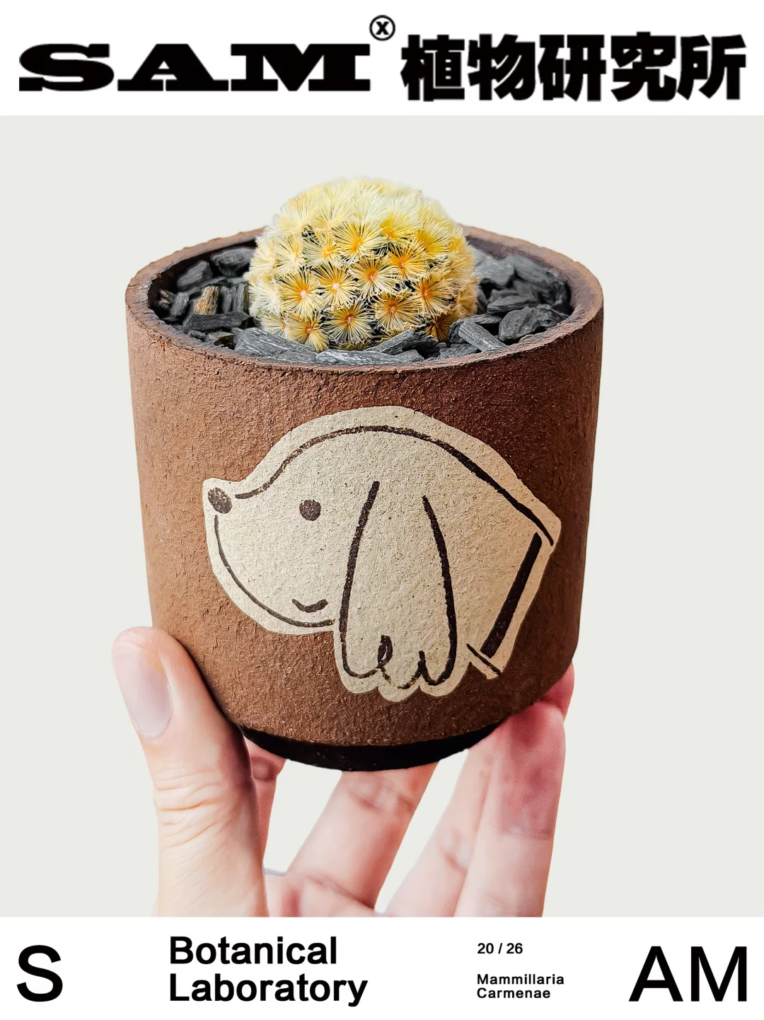 金刺/粉刺嘉文丸｜Mammillaria Carmenae