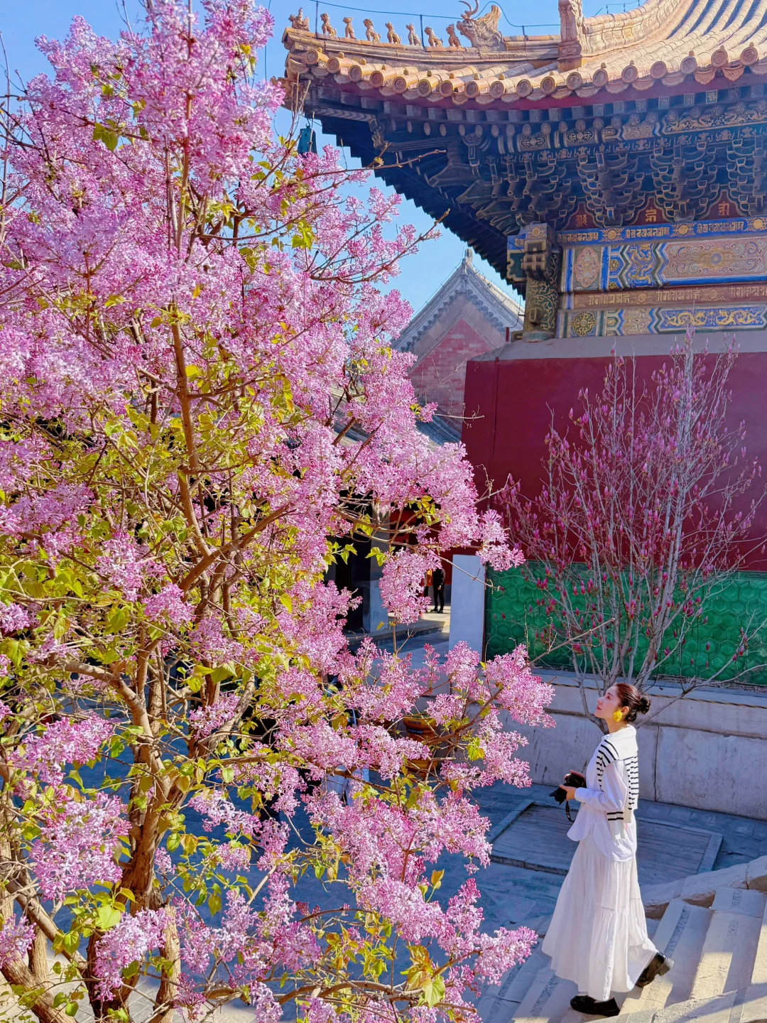 3.31 Live 实拍🌸雍和宫五瓣丁香简直美炸了