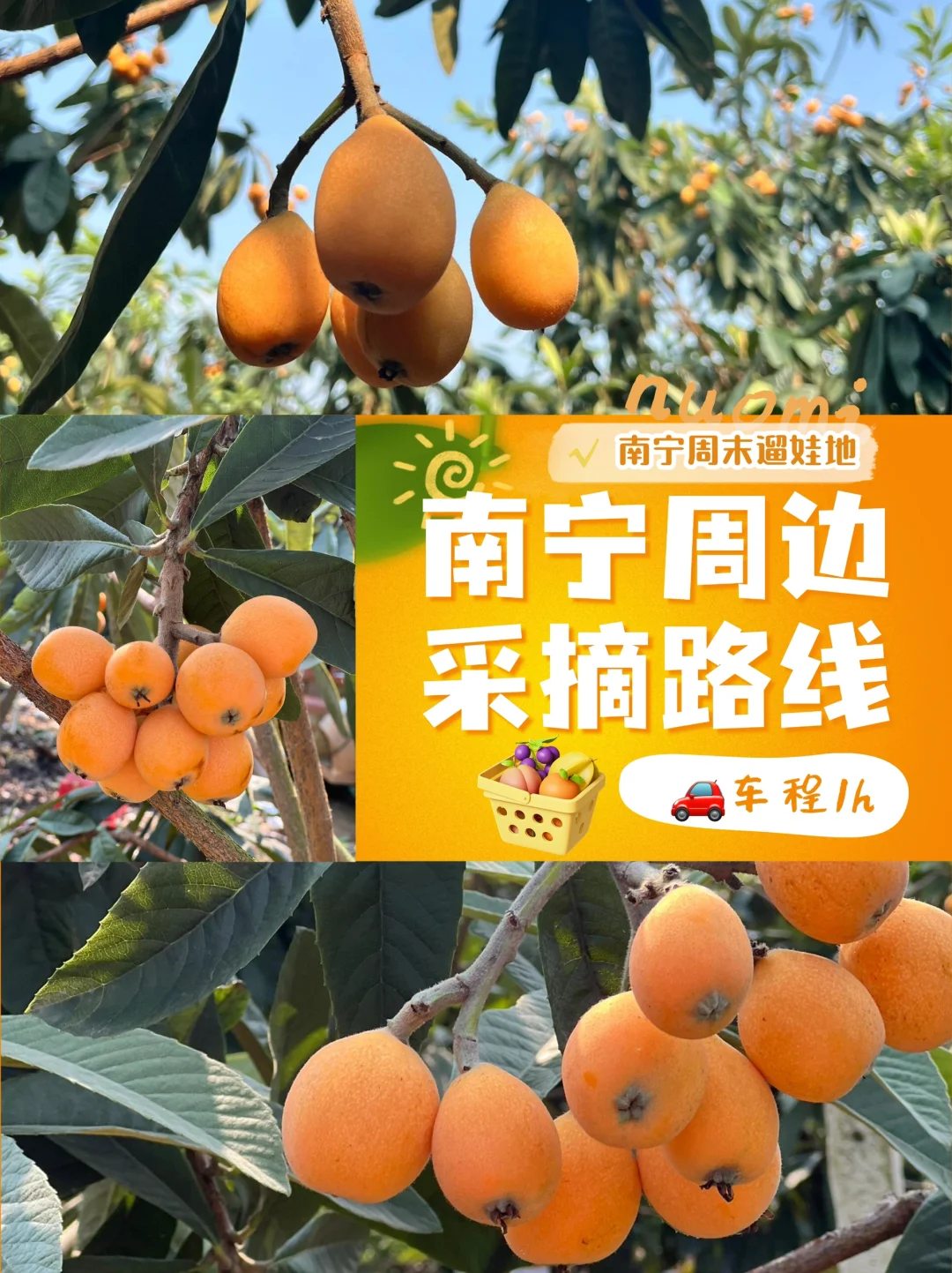 枇杷满枝头！南宁周边亲子采摘首选宝藏地