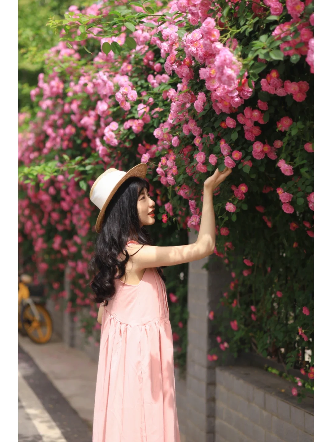 真的没人❗️武汉无人问津的蔷薇花墙，美哭