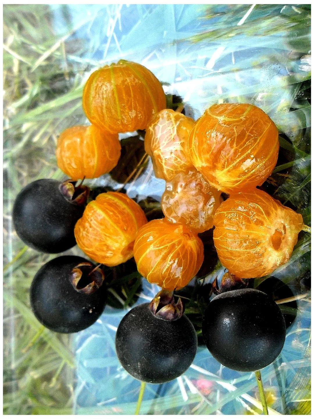 美味浆果～紫蜜果Myrcianthes Pungens