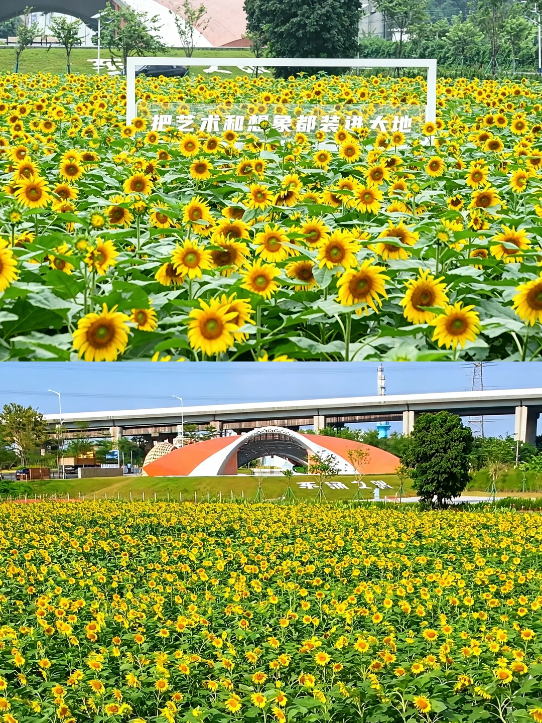 广州这片向日葵花海开得正好！