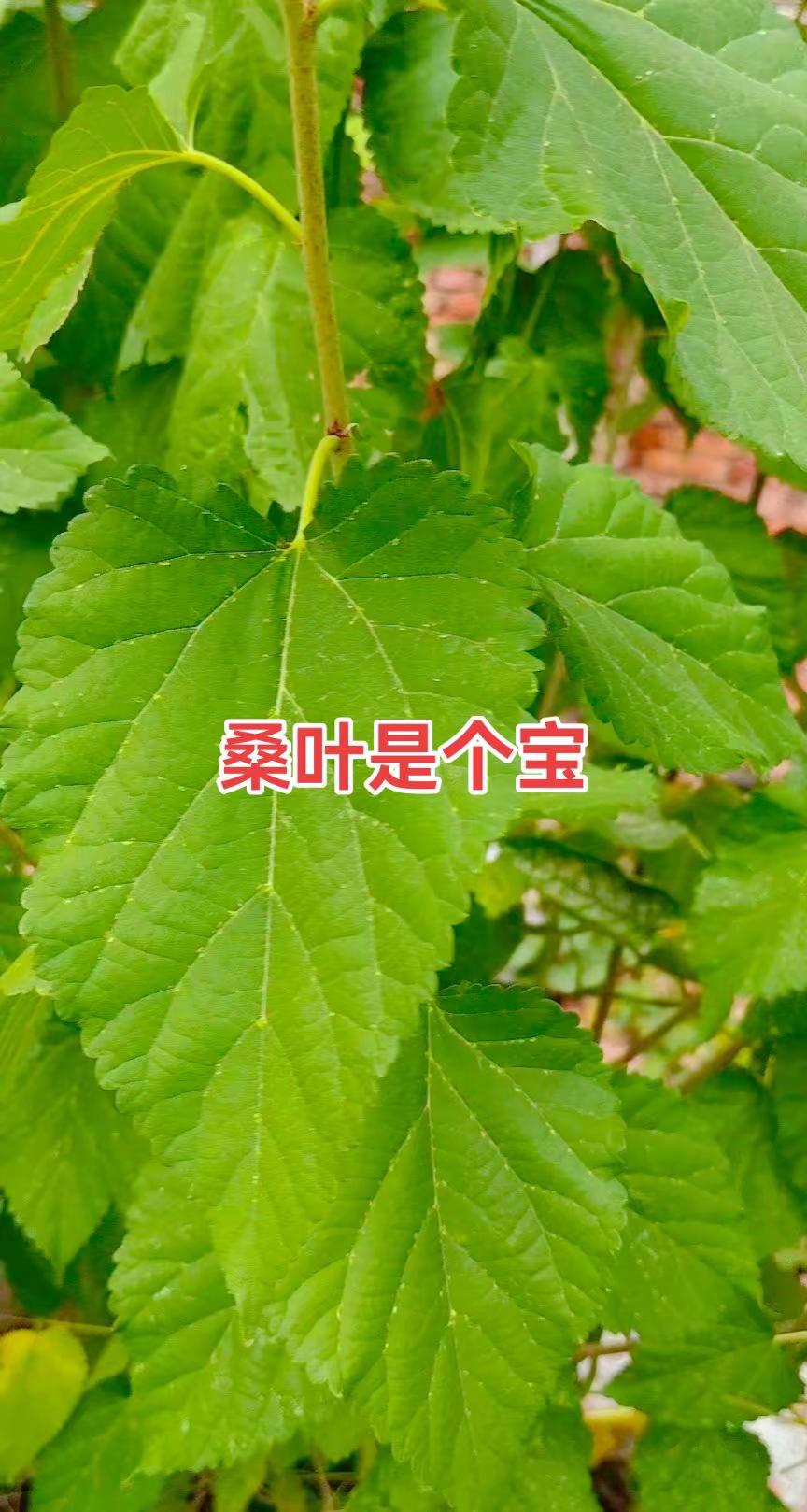 张杰张杰演唱会