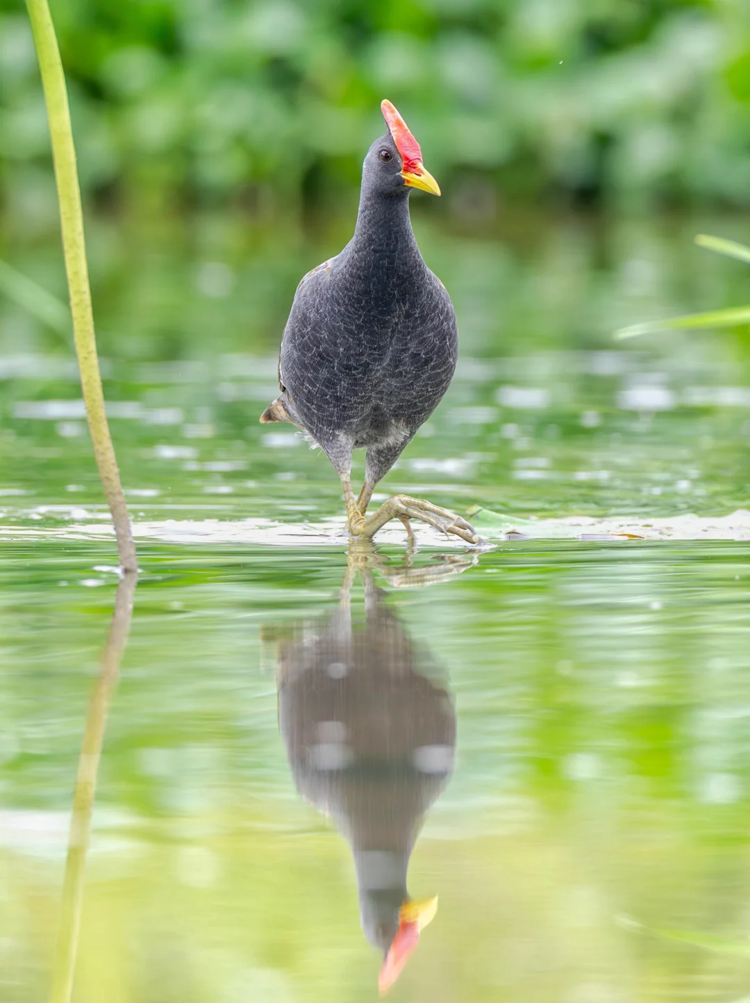 董鸡：前一秒仙女，后一秒猛男