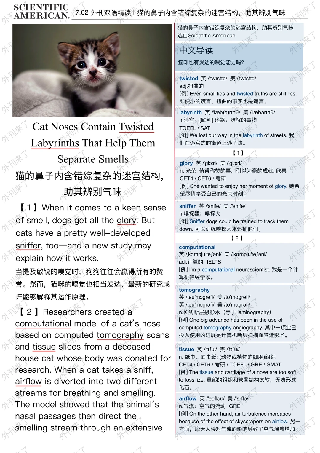 外刊精读141 | 猫咪的“嗅觉”居然这么特别