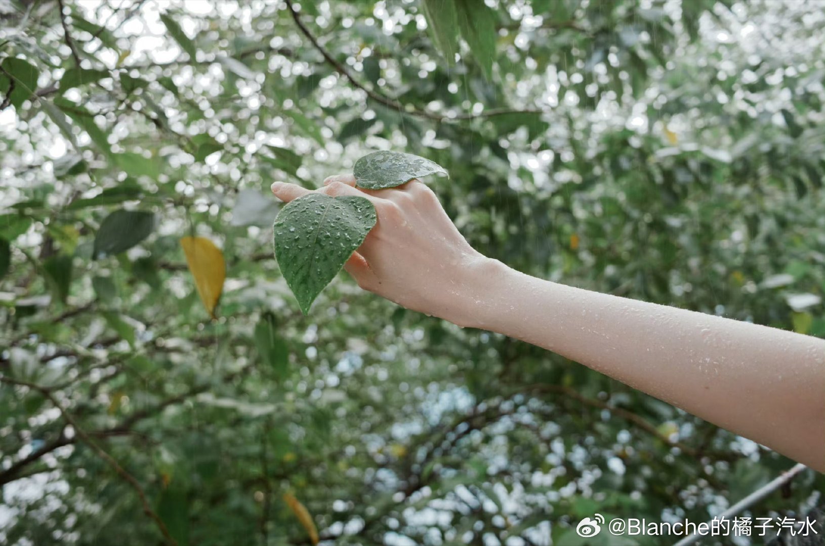 #祝绪丹[超话]# [春游家族]#祝绪丹书卷一梦#[么么哒]#祝绪丹宋一汀#你途经的每一个角落，都悄悄藏起了月光的故事。
​