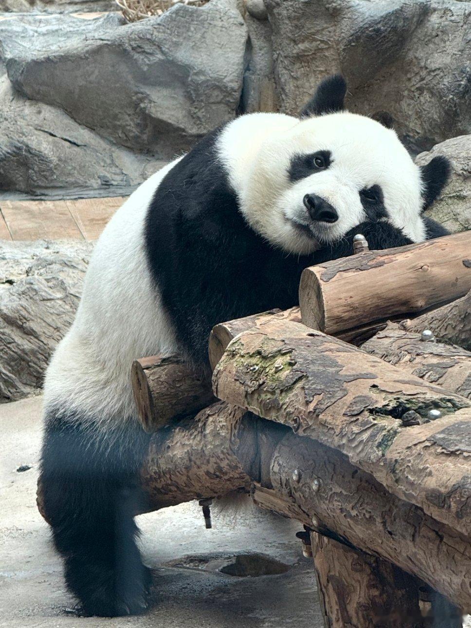 10月27日下午，萌兰突发精神萎靡干呕白沫久唤不应，北京动物园当晚通报经检查未发现明显异常，28日已恢复进食外展。  一、正处青壮年，身体机能本应稳定- 出生信息：大熊猫萌兰于2015年7月4日出生在