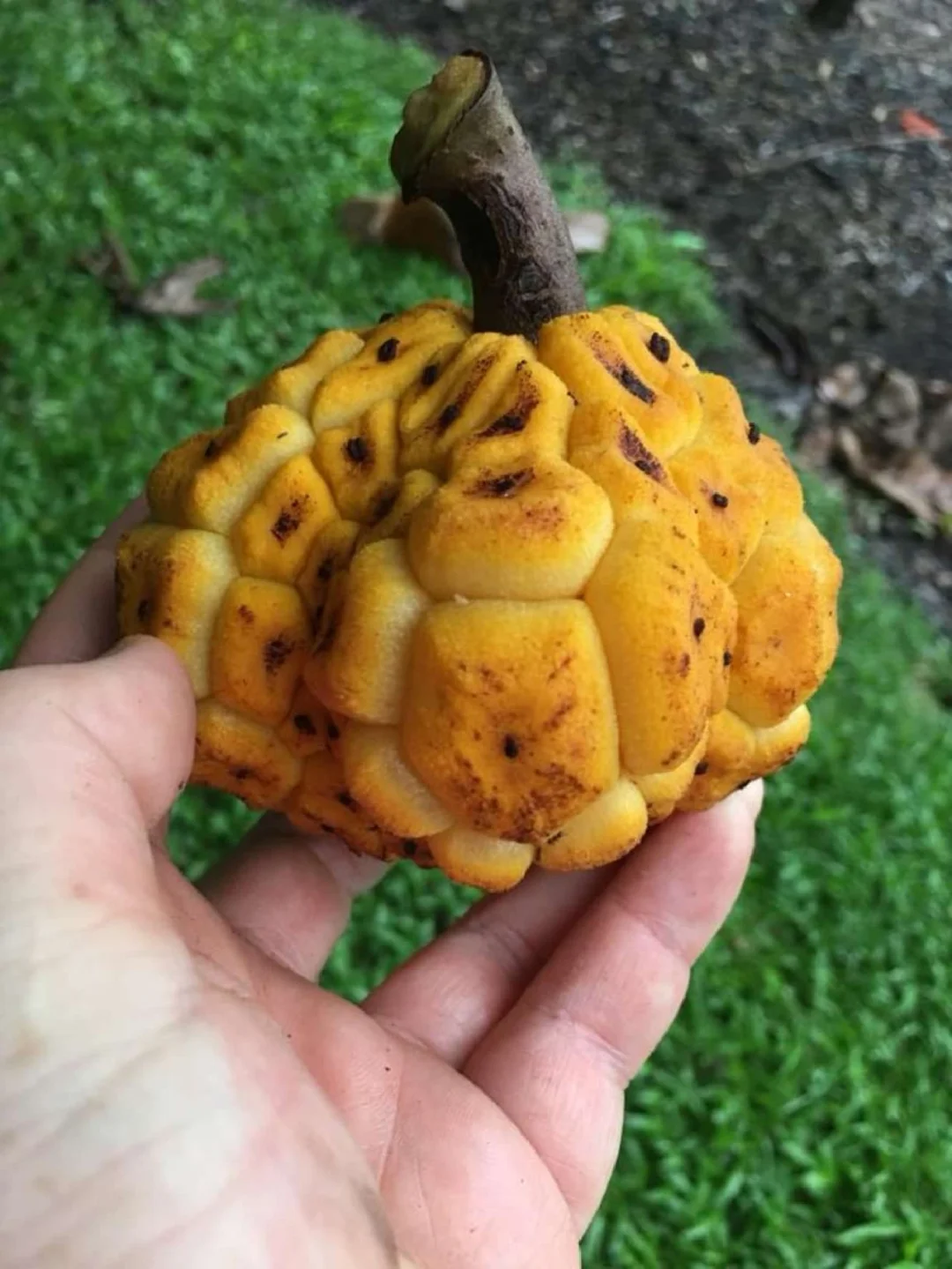 非洲热带水果Myriantus arboreus黄巨桑椹