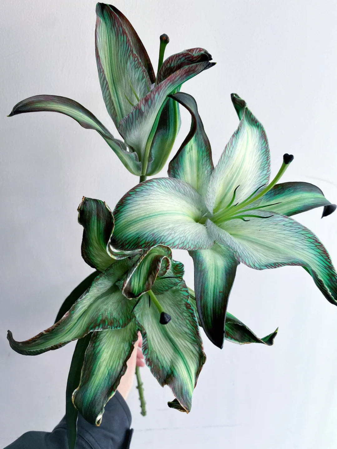 小众花材分享｜吸色百合合集