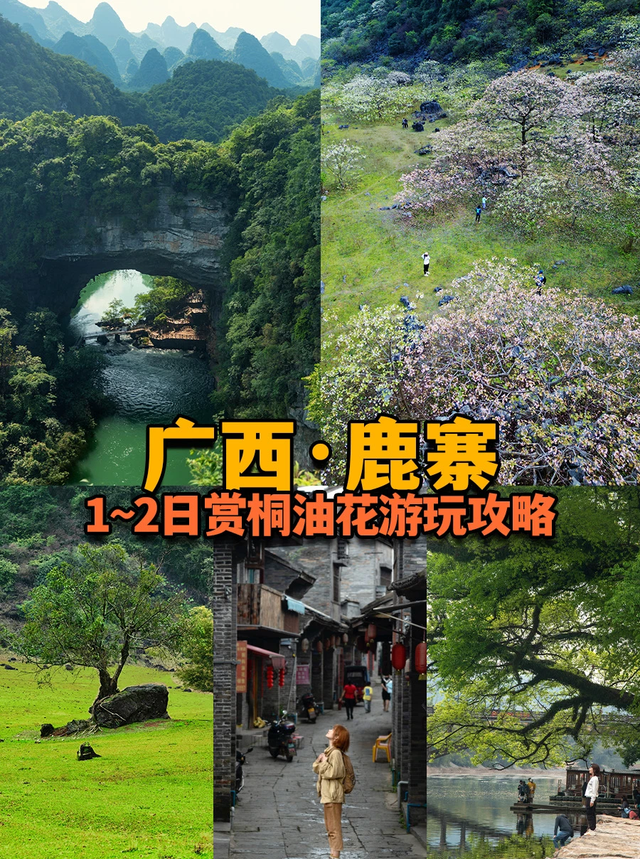 听我的，去广西鹿寨赏桐油花！