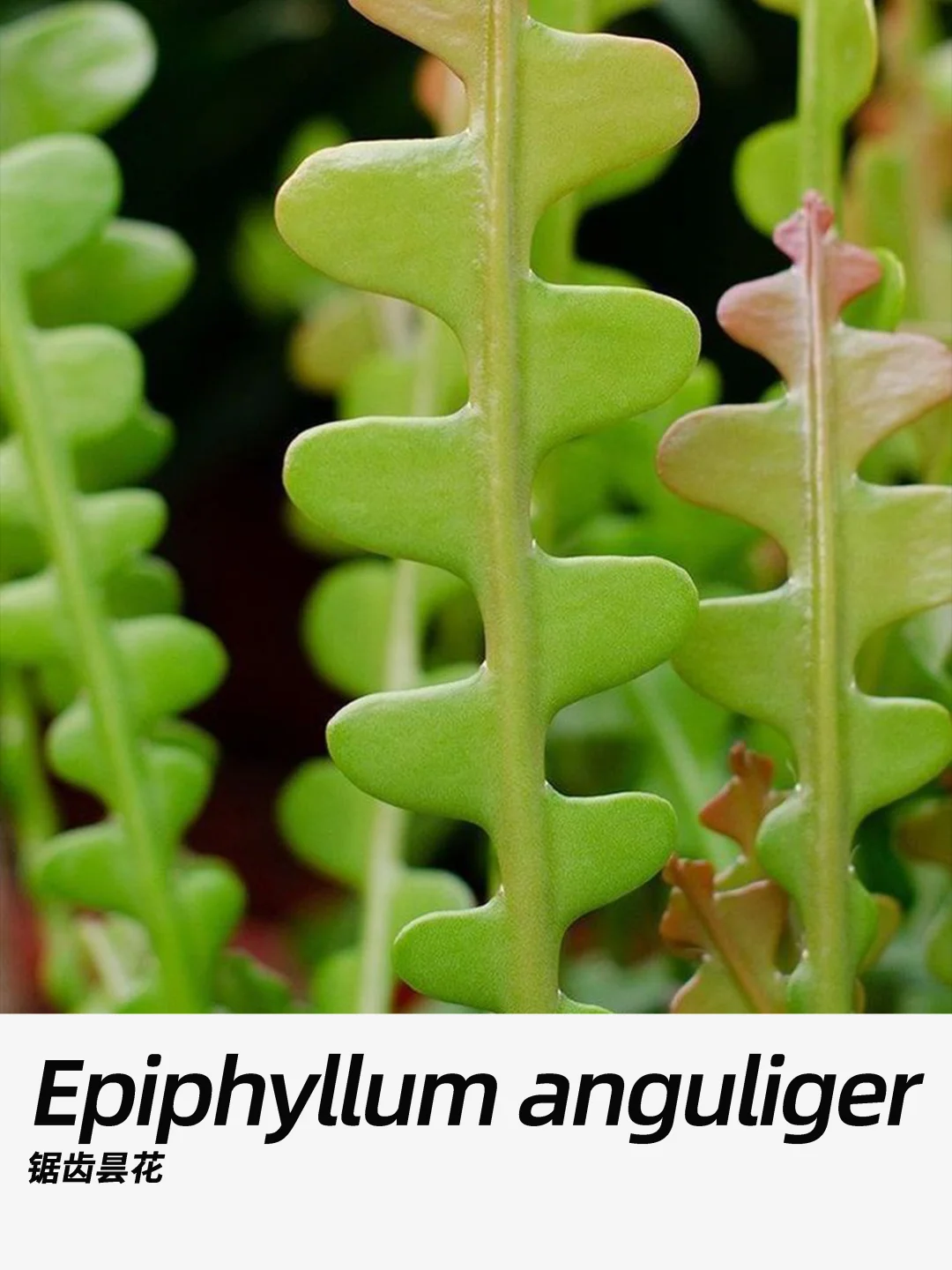 带你每天认识一种花材293｜锯齿昙花