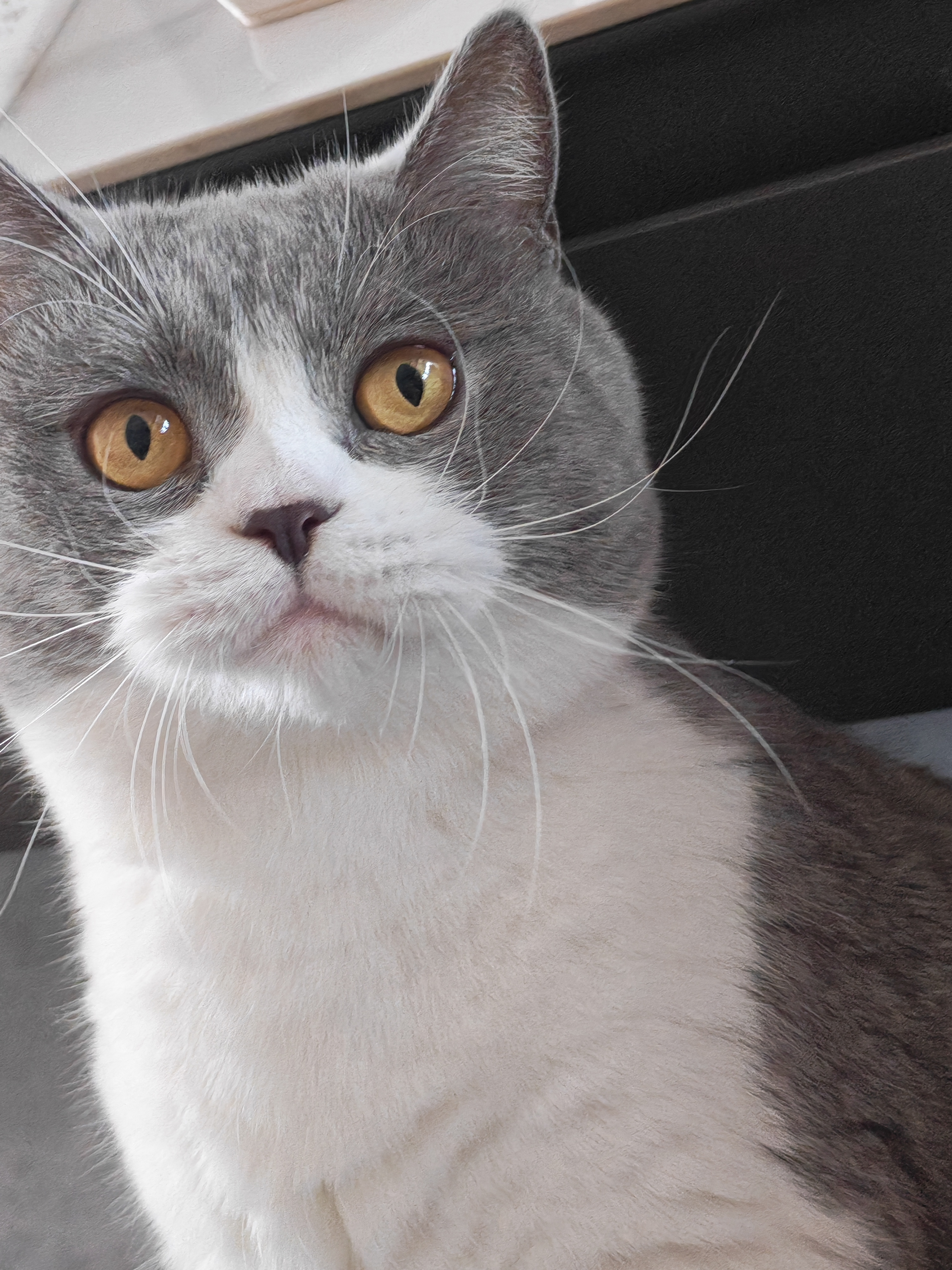 #每天和肖战说晚安# 今天是省钱猪猪，真难吃啊这个软烤三文鱼干，同事说怎么能把三文鱼这么好吃的东西做的这么难吃，还以为是过期了，完全没有！我怀疑这个研发人员某天拿错了自己猫咪的零食吧，猫零食里确实有类似的烘干制品，但没这么软，本来还想着方便补充omage3，结果一根都吃不下，好在！我的小 ​