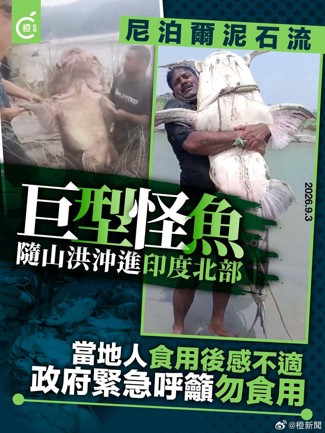 【巨型怪鱼随山洪冲进印度，当地人食用后感不适】
印度北部地区，受到尼泊尔洪灾波及，大量体型庞大且外观怪异的未知鱼类随洪水冲入比哈邦（Bihar），当地有居民好奇捕捞食用后出现身体不适。比哈邦政府昨日（2日）紧急发出警告，呼吁居民及渔民切勿捕捉、贩售或食用河流内的陌生鱼类，以免引发中毒或 ​