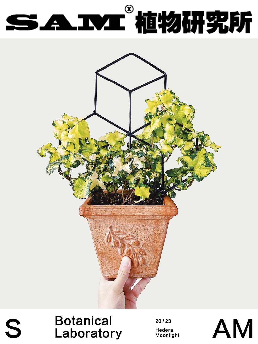 月光灯常青藤｜Hedera Moonlight