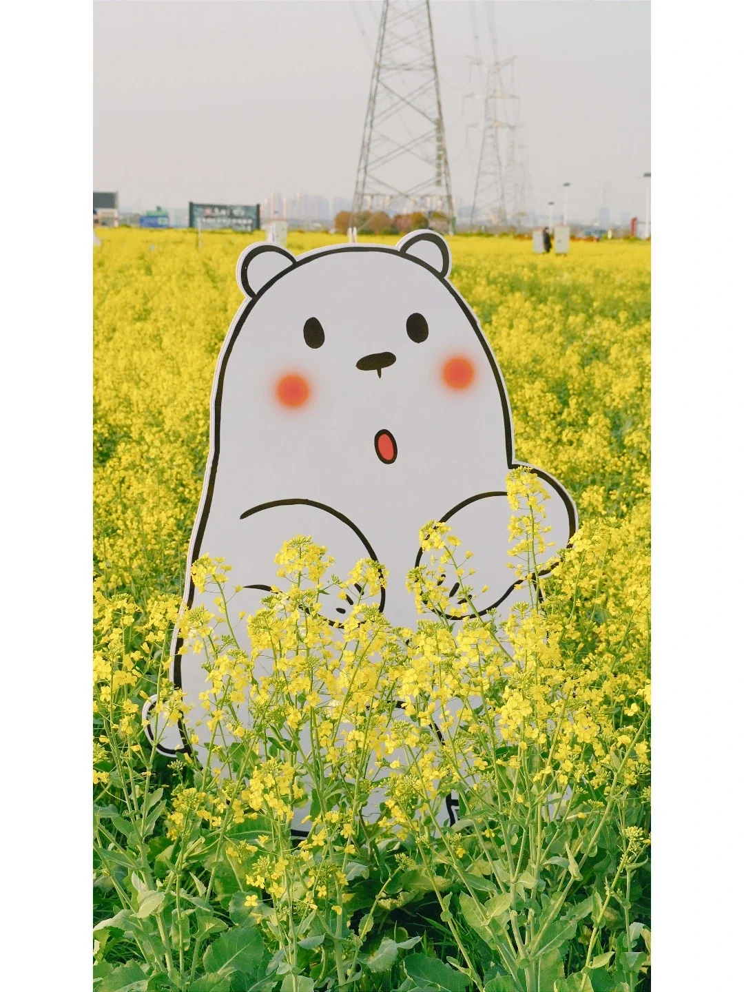 北联村双色油菜花