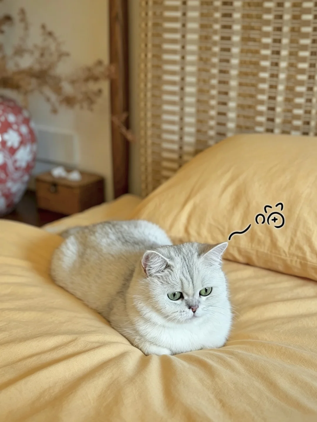 小咪🐱：人 本猫大王先爽一步！