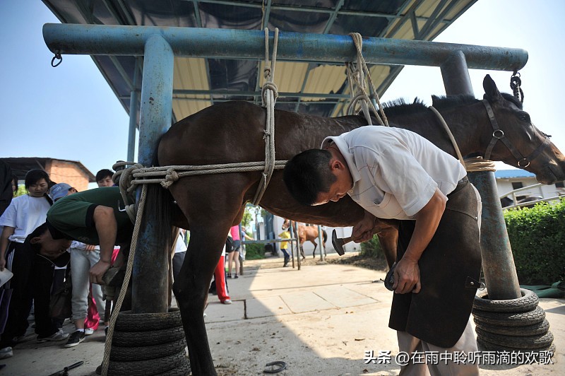 男生高考522分被调剂马术专业学钉蹄 高考522分本来报的是运动康复，差点滑档的武汉小伙付华东，被招生办一个电话调剂去了马业科学专业，谁能想到误打误撞走出了条没人卷的路。
全年级选钉蹄方向的就他一个人，这活看着是给马钉掌，实则要懂兽医学、力学，还要会判断马蹄受力、矫正畸形蹄，实操时磕伤碰伤都是常事。