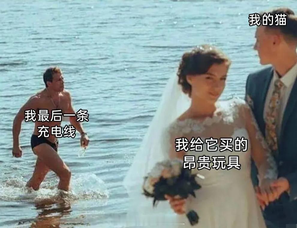 一组小猫meme图搞笑幽默猫meme ​​​
