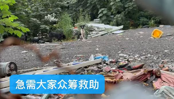 杭州三墩区域因为拆迁，留下了一大批被遗弃的流浪毛孩子，大狗小狗奶狗，大约三四十只。居民投诉不断，城管