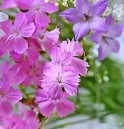 烟雨藏暮春，乱世寄孤怀——读戴叔伦《苏溪亭》有感唐诗分初、盛、中、晚四...