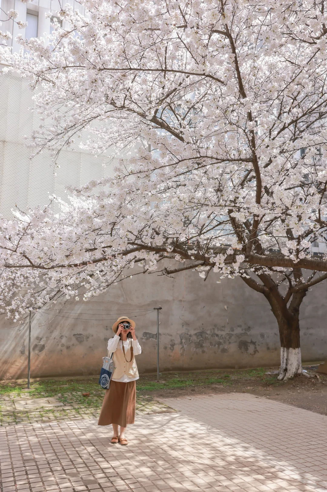 相比武大❗️我更爱这个人少景美的赏樱地
