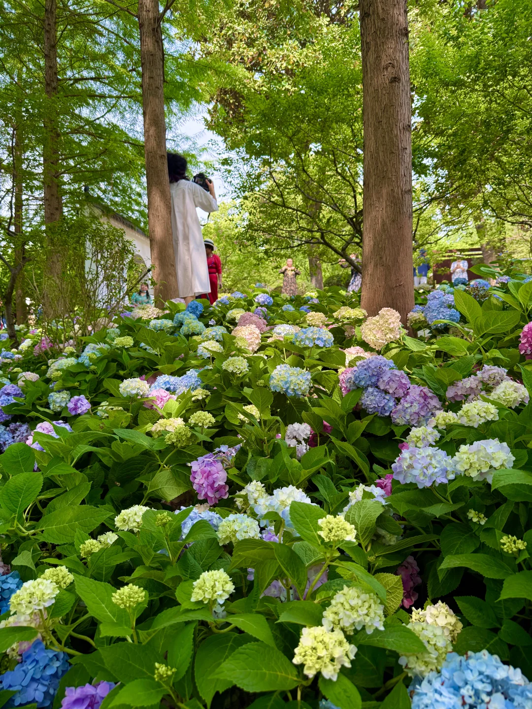 4.21live ‼️南京无尽夏莫奈花园要杀疯了！！！