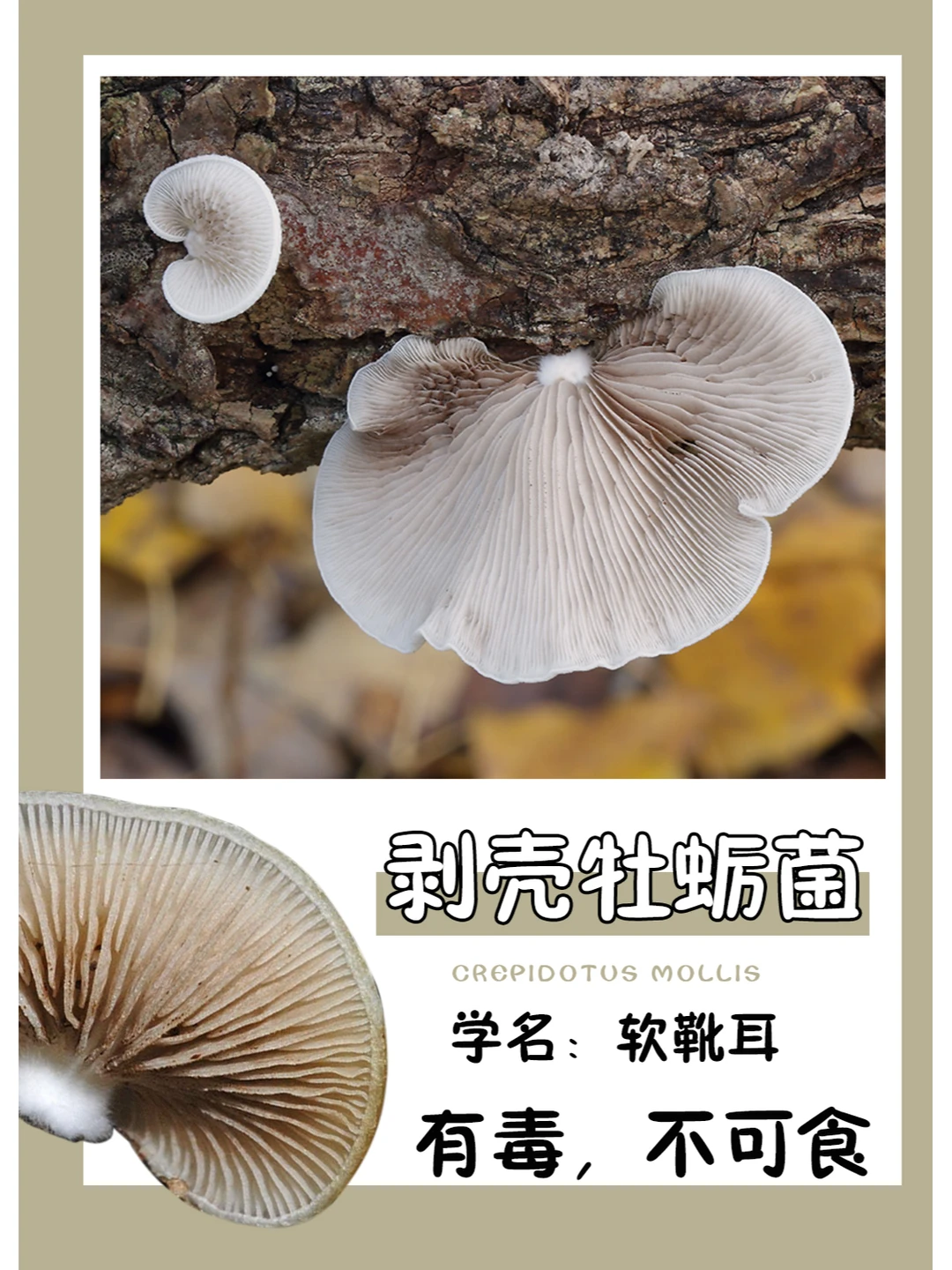 秋季树桩上很常见的小菌子