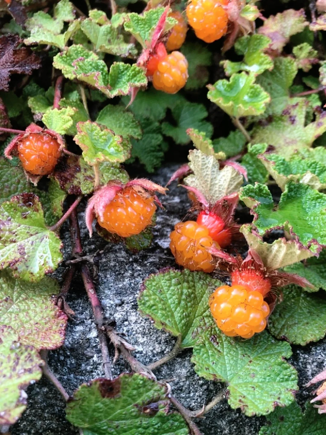 美味浆果～玉山悬钩子Rubus rolfei