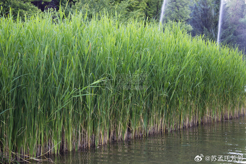 徐文兵讲中医   苇叶里的科学：从芒种干粮看植物抑菌智慧 上世纪八十年...
