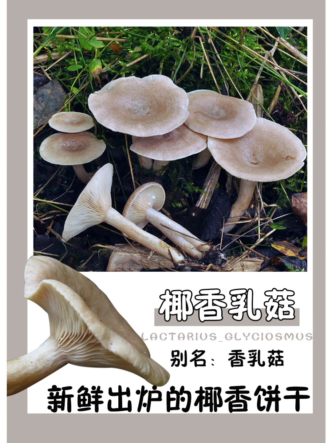 像在吃刚烤出来的椰香饼干，香呐~