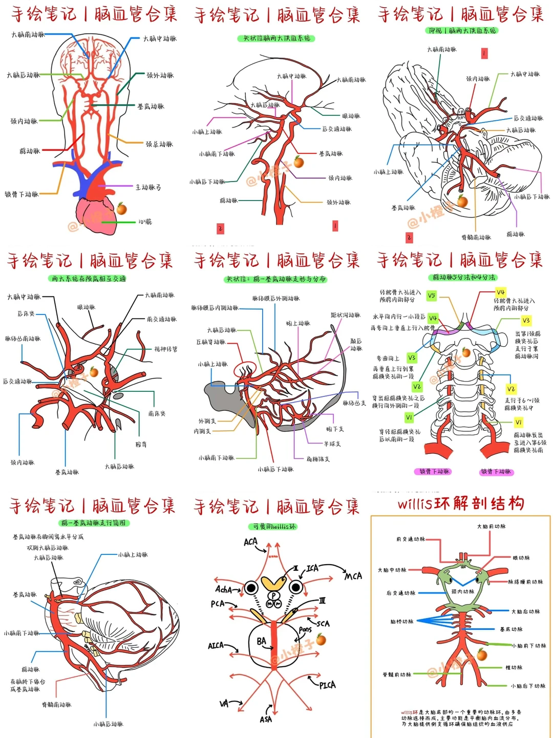 📖解剖笔记｜脑血管合集｜建议收藏✅