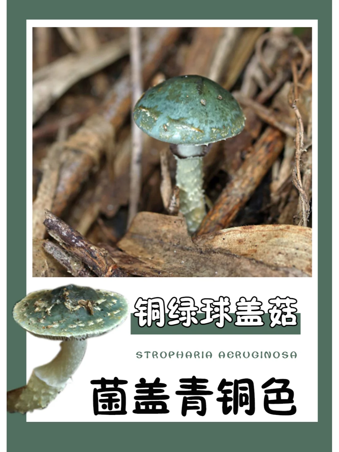 菌盖是难得一见的青铜色