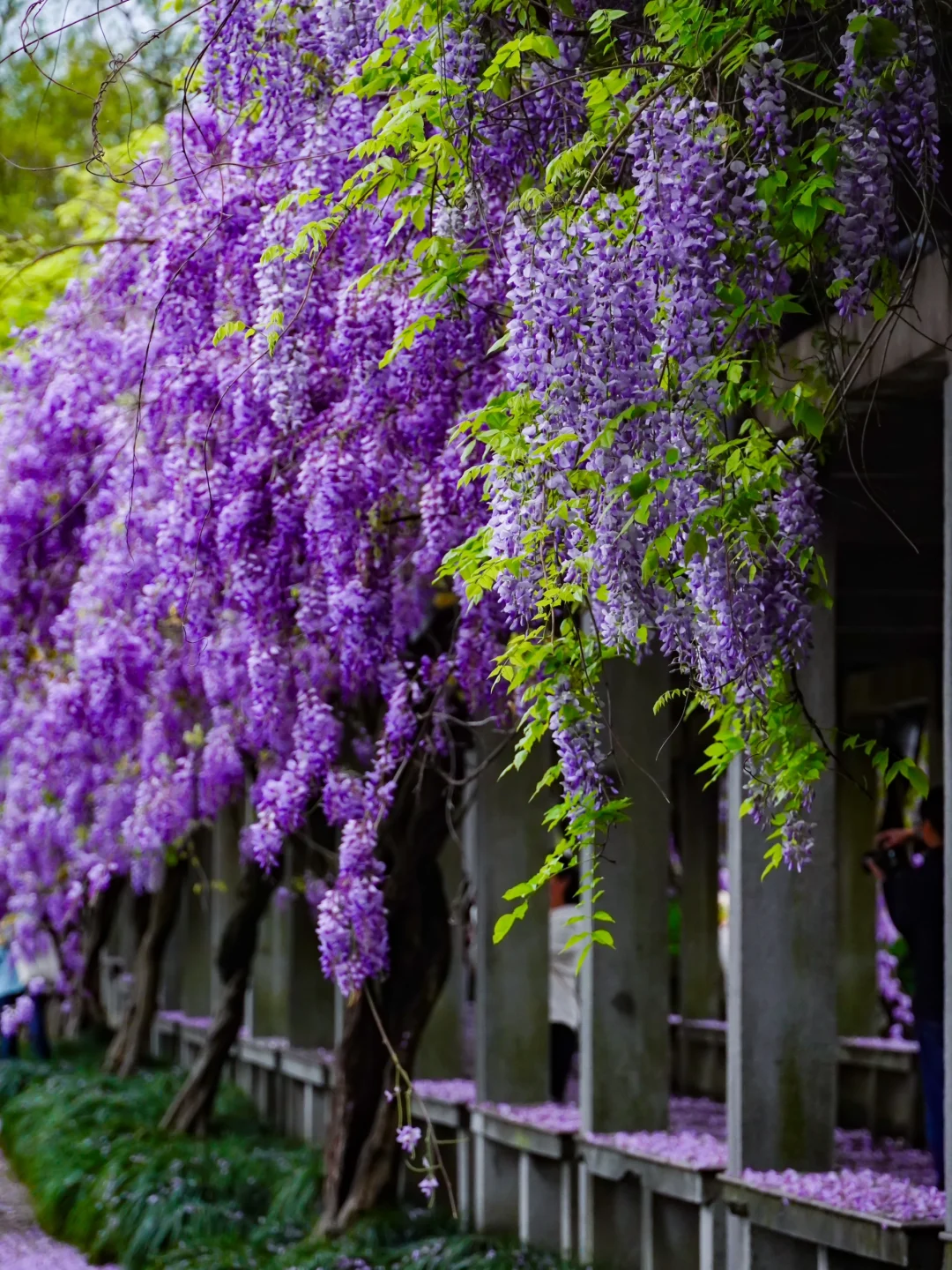 在杭州，赏紫藤我只去这一个地方…