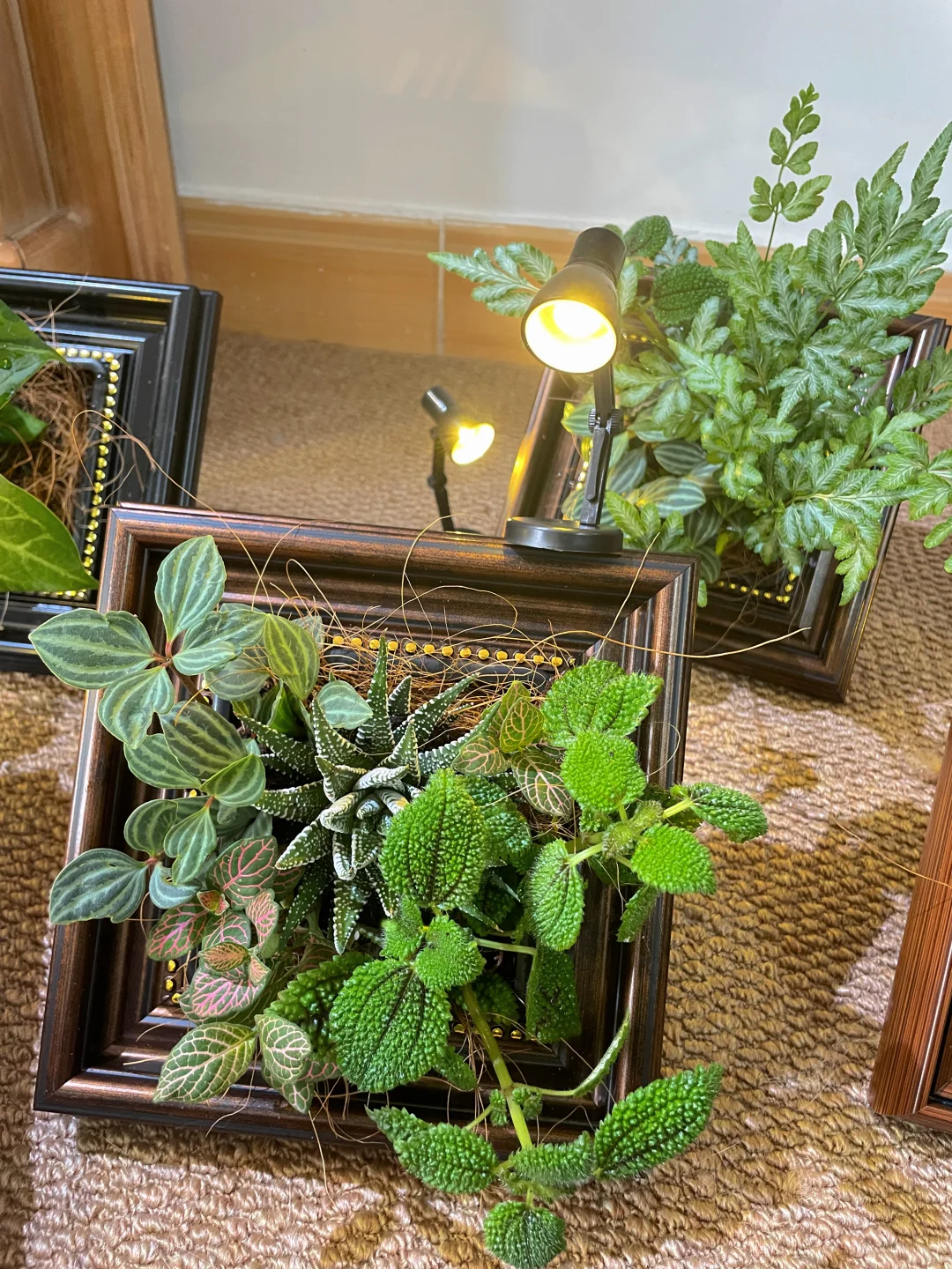 一份有“生命力”的教师节礼物🌱