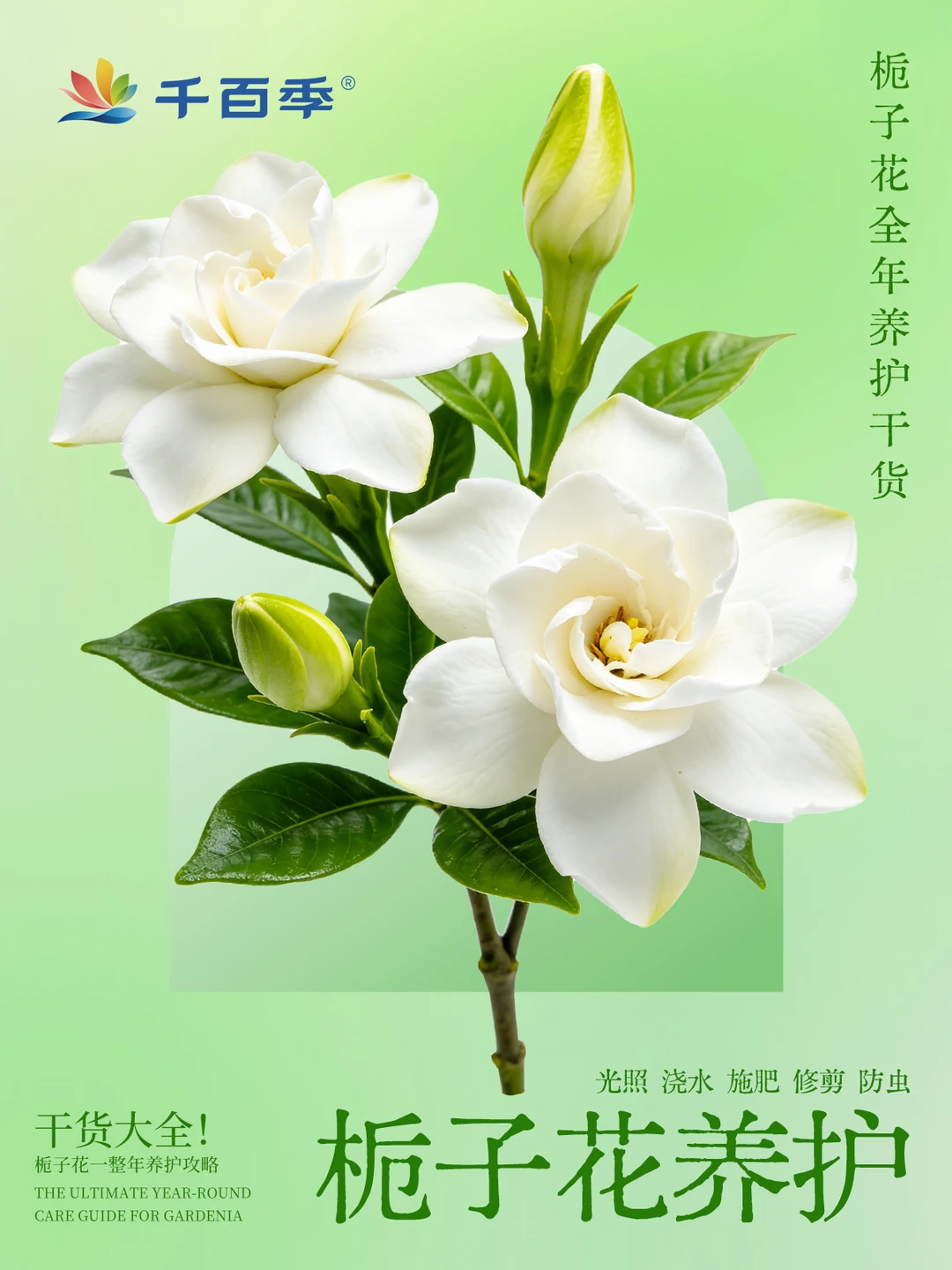 🌿栀子花四季养护全攻略｜养护要点汇总