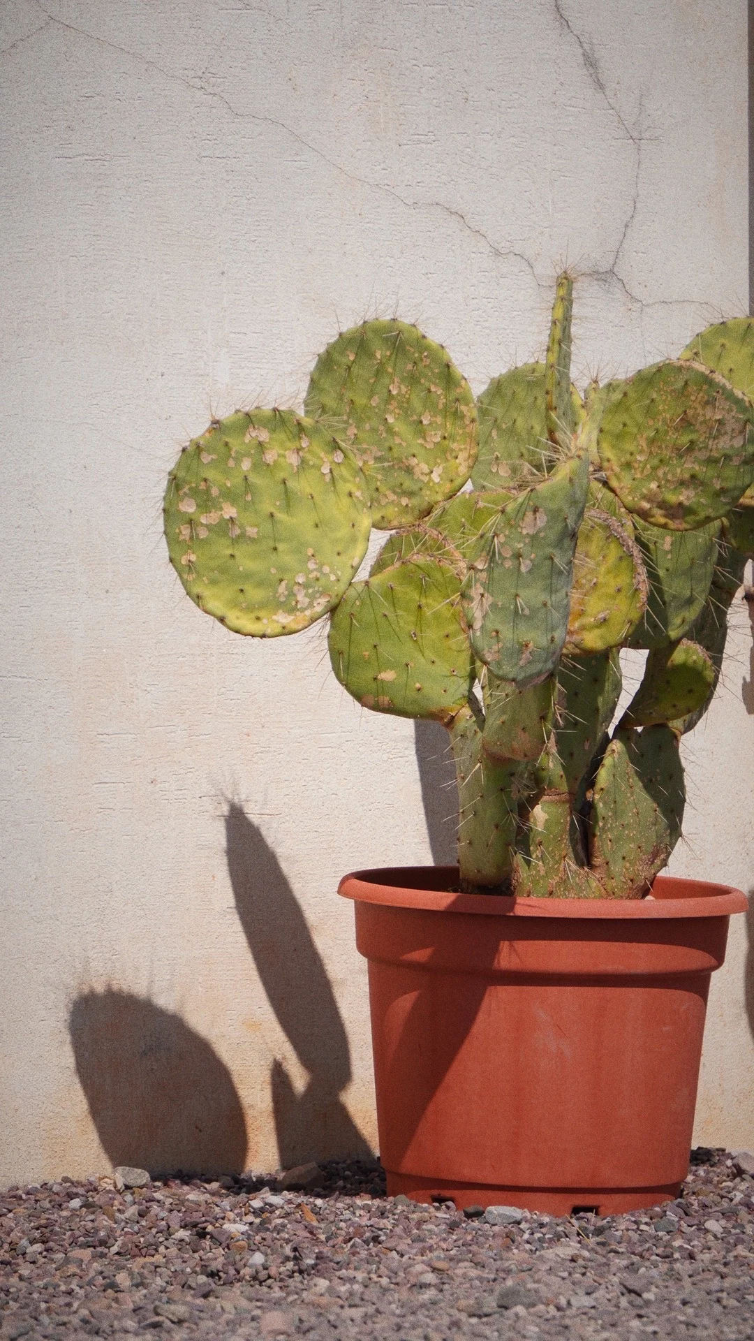 《柳叶刀》痛批美新版膳食指南，或是致病处方