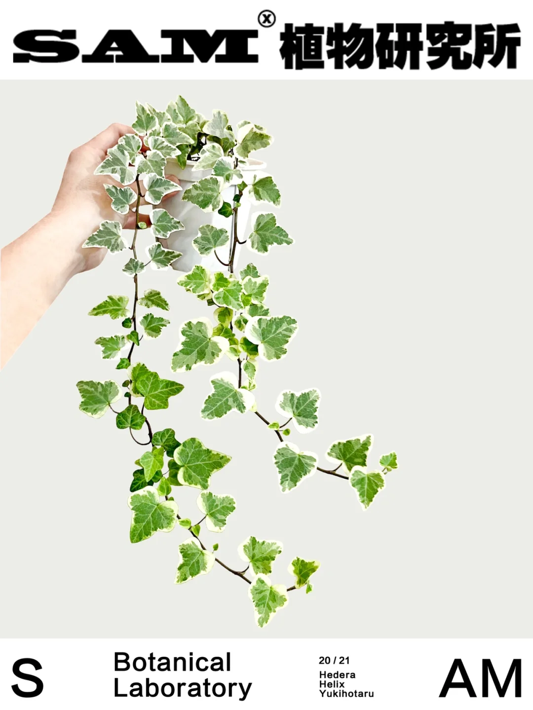 雪莹常春藤｜Hedera helix Yukihotaru