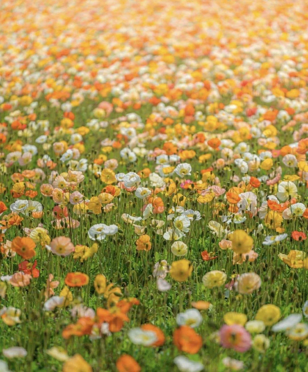 日本埼玉县丨相信我这个公园很好逛！