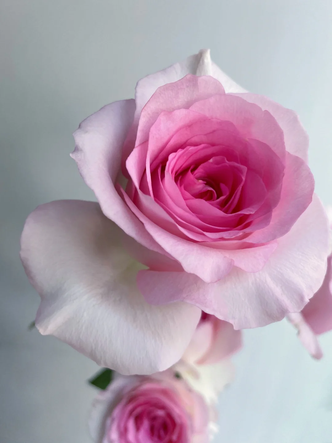 带你每天认识一种花材154｜洛神玫瑰