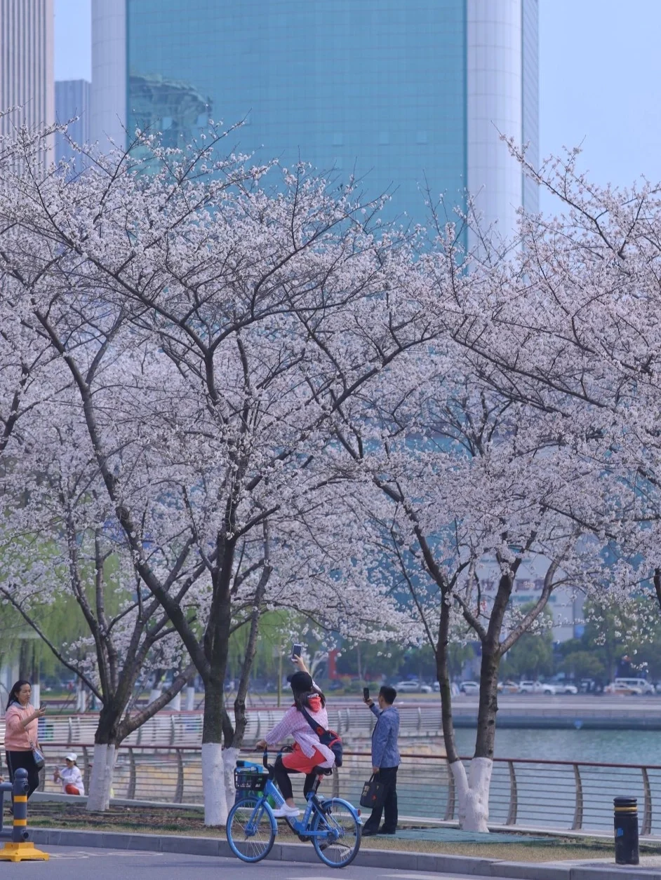 武汉绝美樱花大道/0元GET电影大片❗美爆了