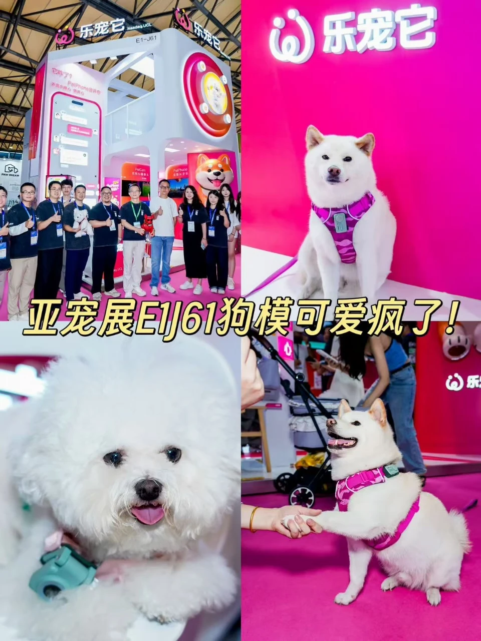 我太爱亚宠展E1J61了，狗模可爱疯了！