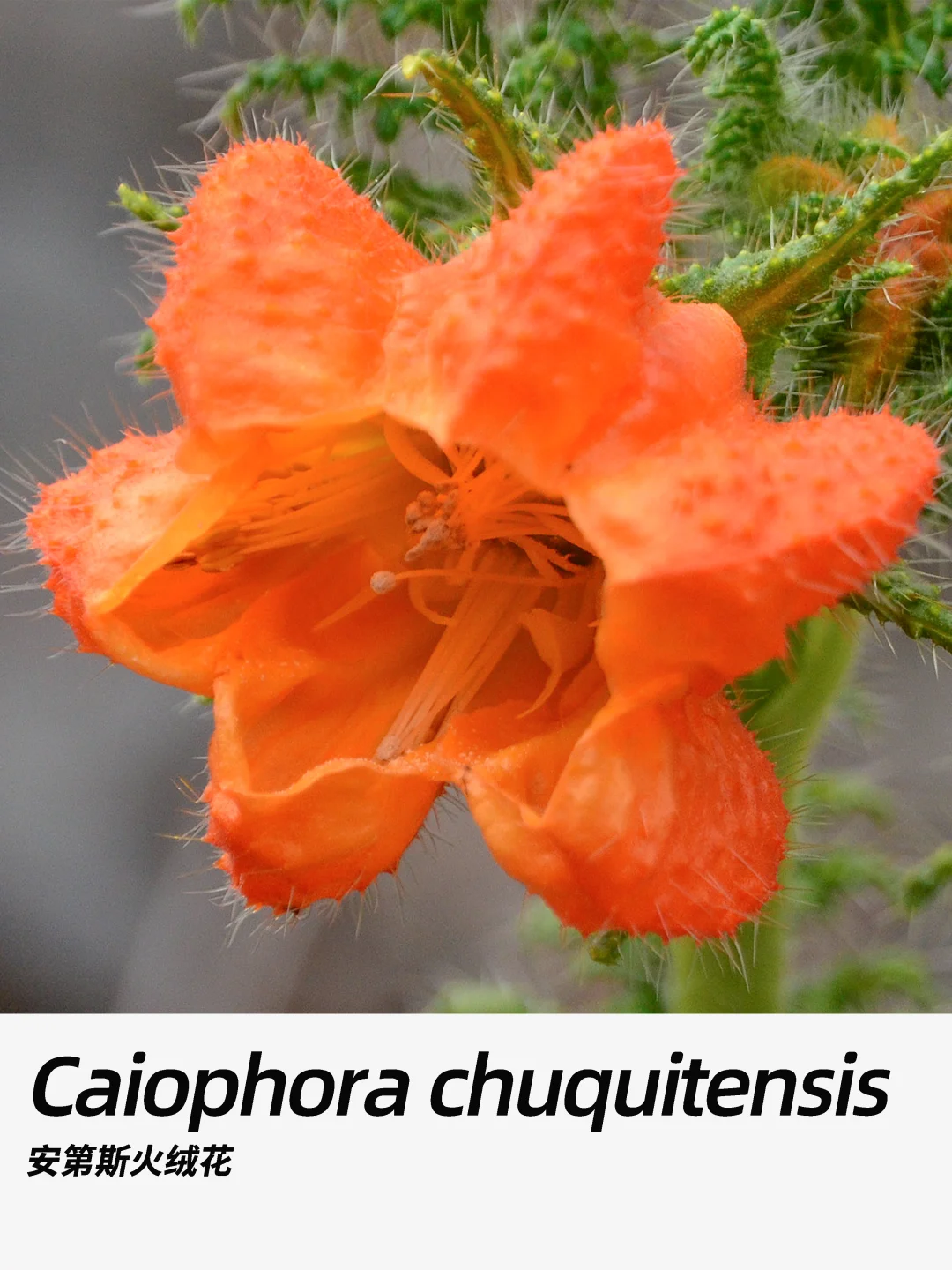 带你每天认识一种花材356｜安第斯火绒花
