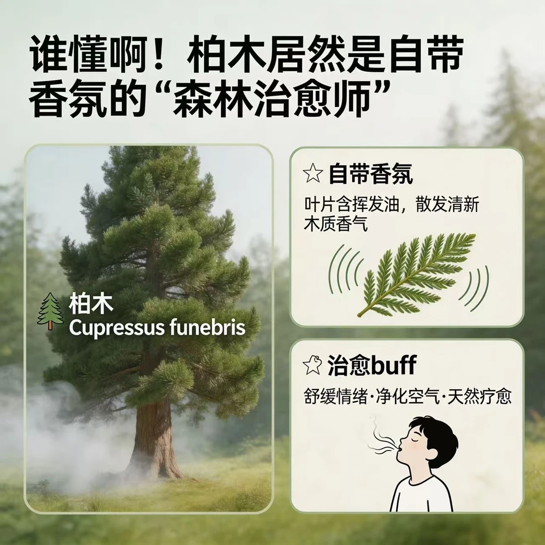 植物科普｜柏木是自带香氛的“森林治愈师”