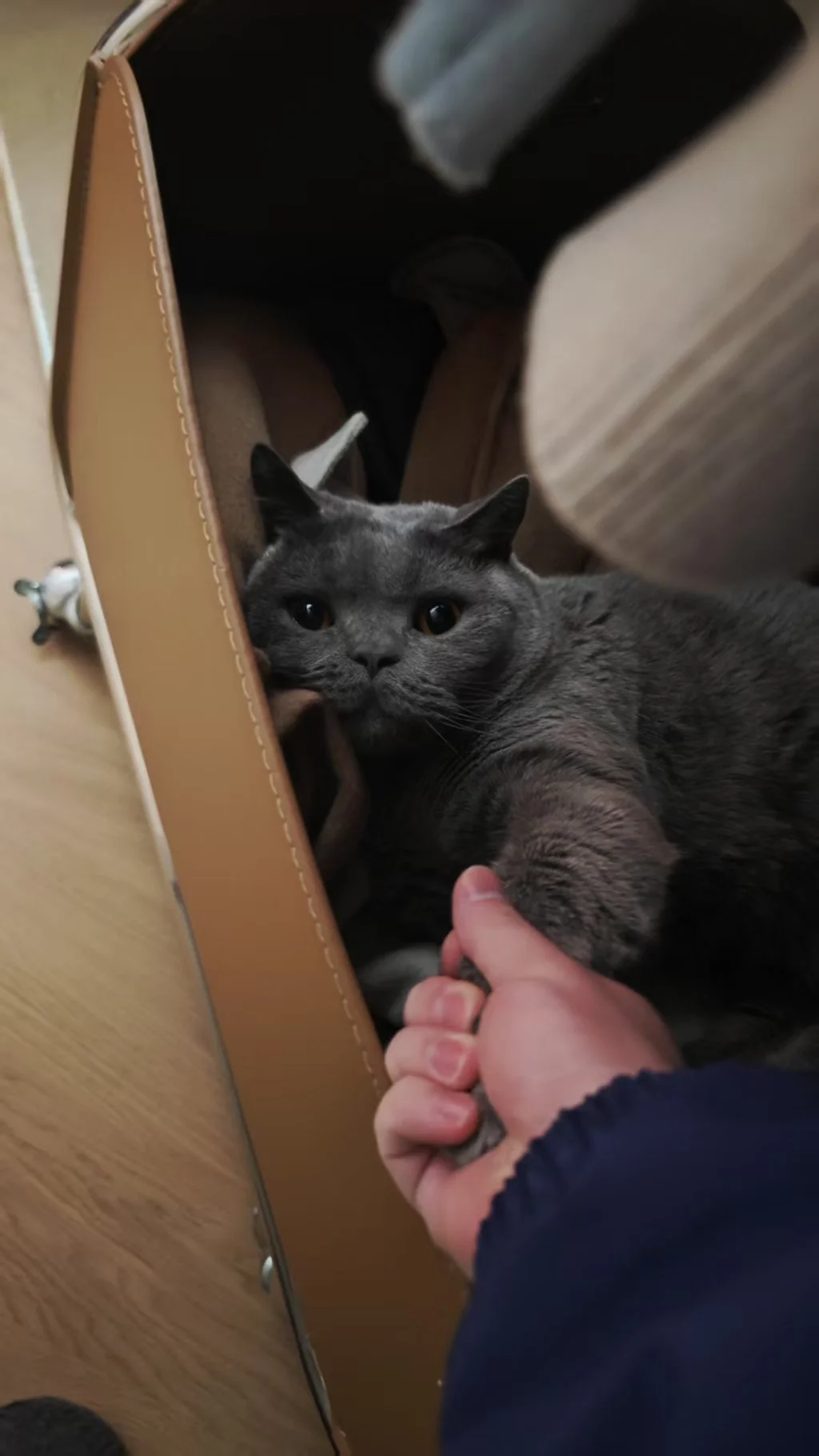 赖在收纳筐里不愿出来！🐱