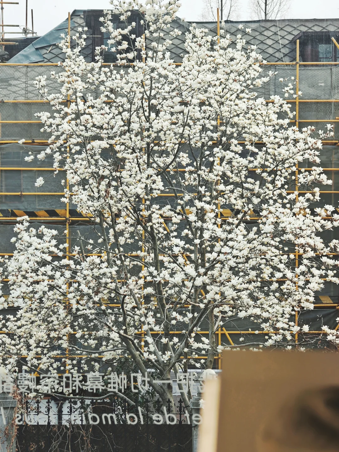 我在东平路这片窗前，很想和你交换春天