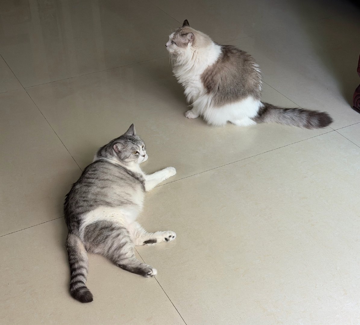 #我养的是东北虎只是体型小#
我有一只猞猁和一只雪豹，只不过体型小一点而已 ​