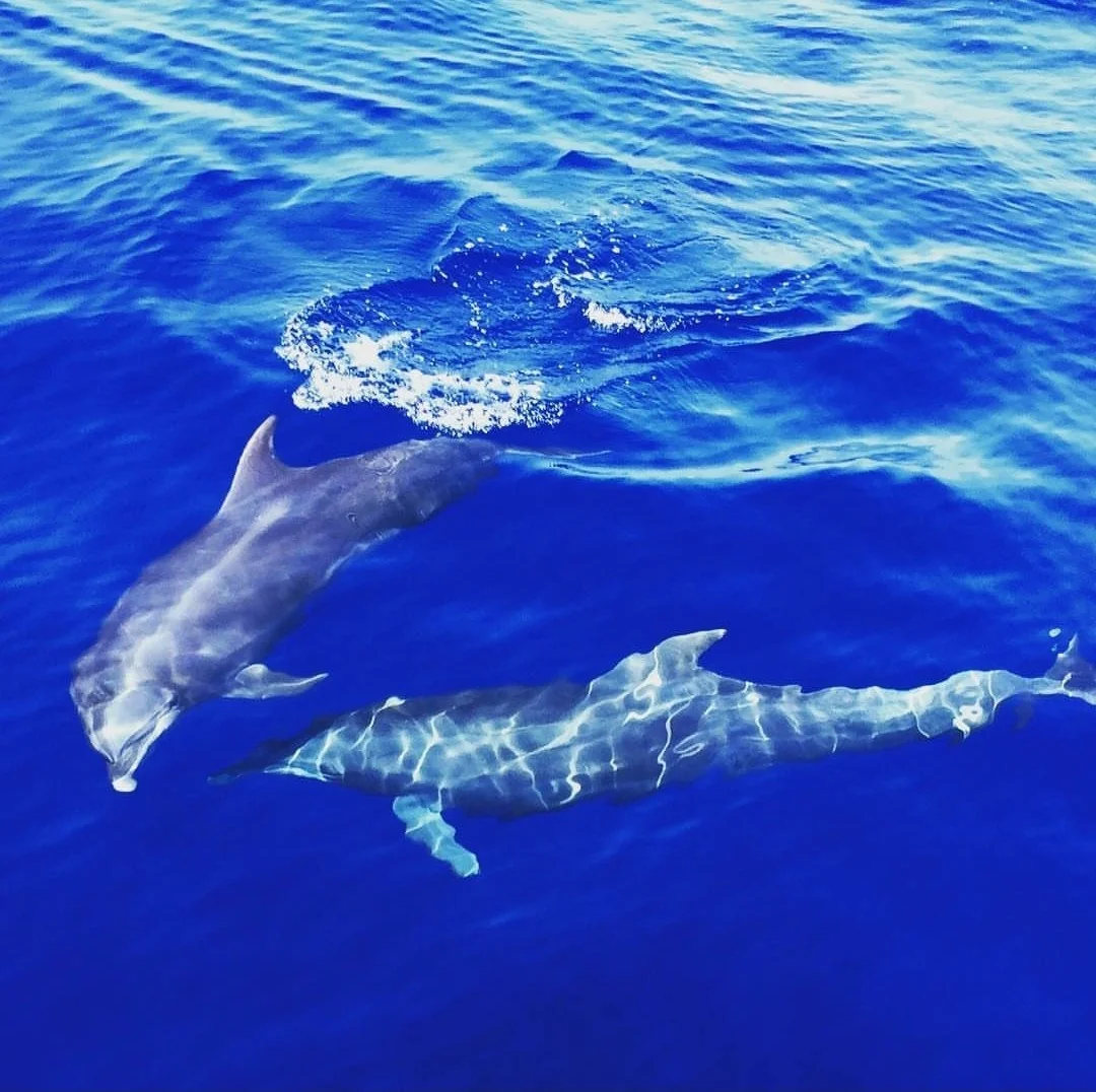 日本高知县|你好鲸鱼馆长，美术馆太赞了！