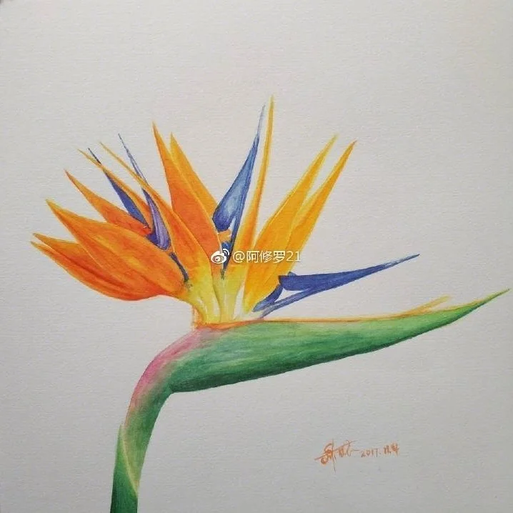 水彩，天堂鸟/鹤望兰。