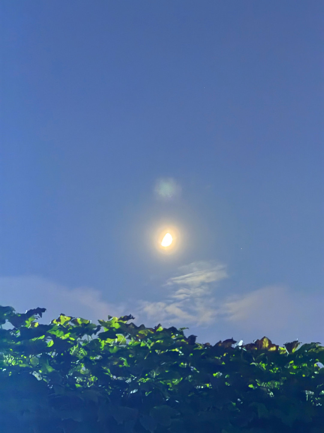 [音乐][微风][许愿星]顾兴腾/王奕然 

#樱木小诺&bgm# ​